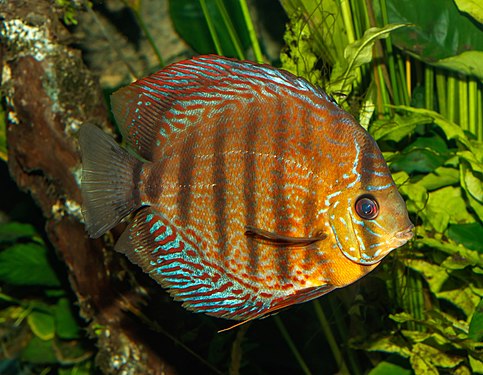 Symphysodon aequifasciatus