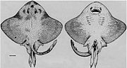 Miniatura para Sympterygia brevicaudata