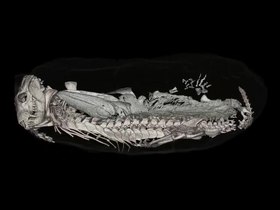 Fil: Synchrotron-Reveals-Early-Triassic-Odd-Couple-Injured-Amphibian-and-Aestivating-Therapsid-Share-pone.0064978.s001.ogv