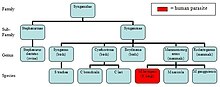 Taxonomic family tree of Mammomonogamus Syngamidae Taxonomy chart.JPG