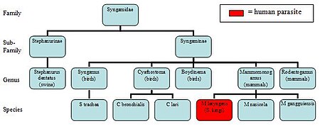 Taxonomic Syngamidae tree Syngamidae Taxonomy chart.JPG