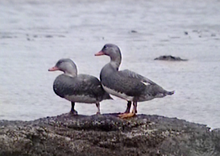 Tachyeres pteneres in the Beagle Channel (2).PNG