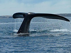 Tail of a whale near Valdes Peninsula.jpg