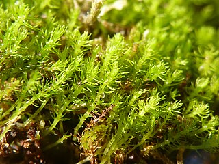 <i>Takakia</i> Genus of mosses