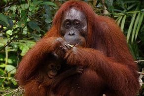 Nationalpark Tanjung Puting