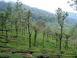 Tea garden ,valparai - panoramio.jpg