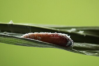 Telicota bambusae (Dark Palm Dark) Pupa (2016.09.25).jpg