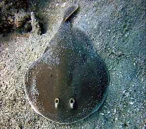 Temera hardwickii pulau dayang.jpg