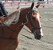 Showing with single curb show bridle and braided ribbons added to mane and forelock, typical of English classes Tennessee Walking Horse Head.jpg