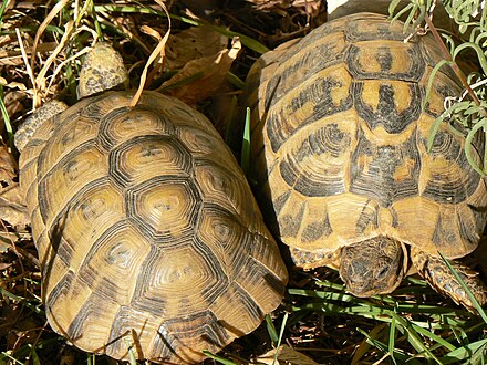 Средиземноморская черепаха описание. Testudo Graeca. Средиземноморская черепаха Testudo Graeca. Testudo Graeca Nabeulensis. Балканская сухопутная черепаха.