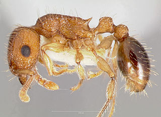 <i>Tetramorium bicarinatum</i> Species of ant