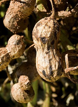 Дозрілий стручок арахісу, уражений стручковою гниллю, що спричиняється грибом Thanatephorus cucumeris (синонім Rhizoctonia solani)