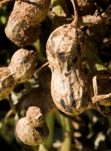 File:Thanatephorus cucumeris infected peanuts.jpg