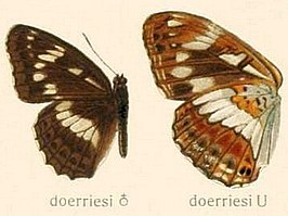 Limenitis doerriesi