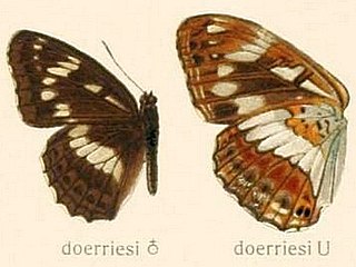 <i>Limenitis doerriesi</i> Species of butterfly