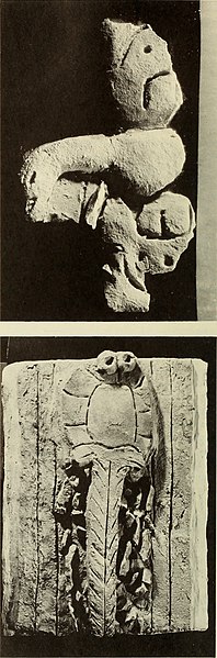 File:The archaeological use and distribution of Mollusca in the Maya lowlands (1969) (19562754748).jpg
