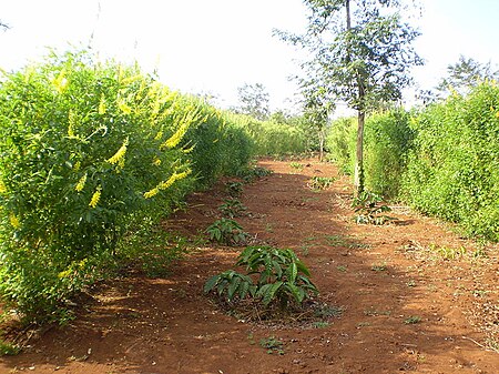 Tập tin:The coffee trees has cultivated new in central highland.jpg