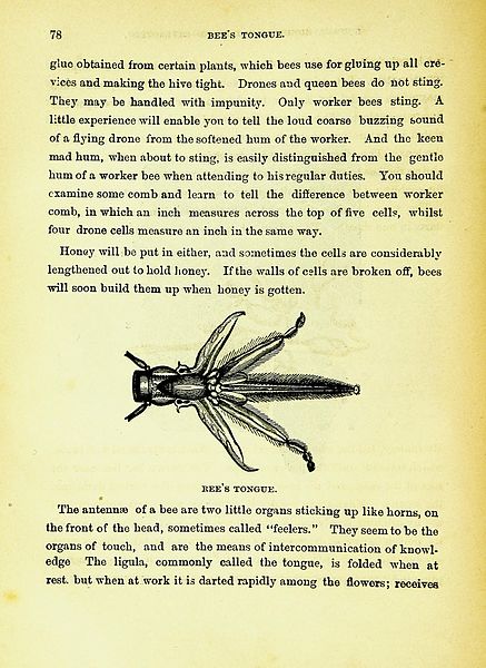 File:The new bee-keepers' text-book (Page 78) BHL42109832.jpg