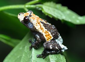 Описание изображения Theloderma albopunctatum (обрезано) .jpg.