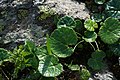 * Nomination Thick-leaved alpine ground plant. --PicturElements 03:33, 26 August 2018 (UTC)  Comment well lit and sharp, but missing proper categorization. --MB-one 17:39, 28 August 2018 (UTC)  Comment Would an edit in the image description suffice, if I can find the species?  Done Categories have been updated. * Promotion Good quality. --MB-one 11:31, 1 September 2018 (UTC)