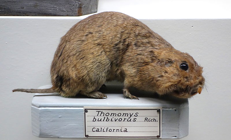 File:Thomomys bulbivorus - Museo Civico di Storia Naturale Giacomo Doria - Genoa, Italy - DSC02780.JPG