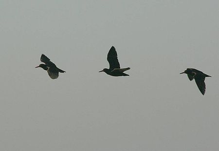 Tập_tin:Three_African_Black_Oystercatchers_(Haematopus_moquini)_in_flight.jpg