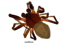 Timoites unimaculatus m.jpg