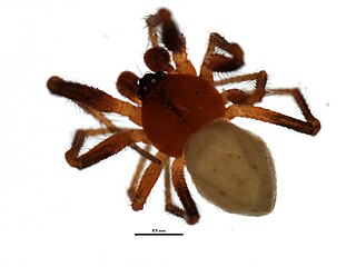 <i>Thymoites unimaculatus</i> Species of spider