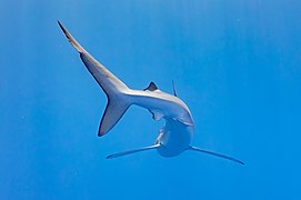 Tiburón azul (Prionace glauca), canal Fayal-Pico, islas Azores, Portugal, 2020-07-27, DD 29.jpg