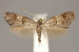 <span class="mw-page-title-main">Douglasiidae</span> Small family of moths