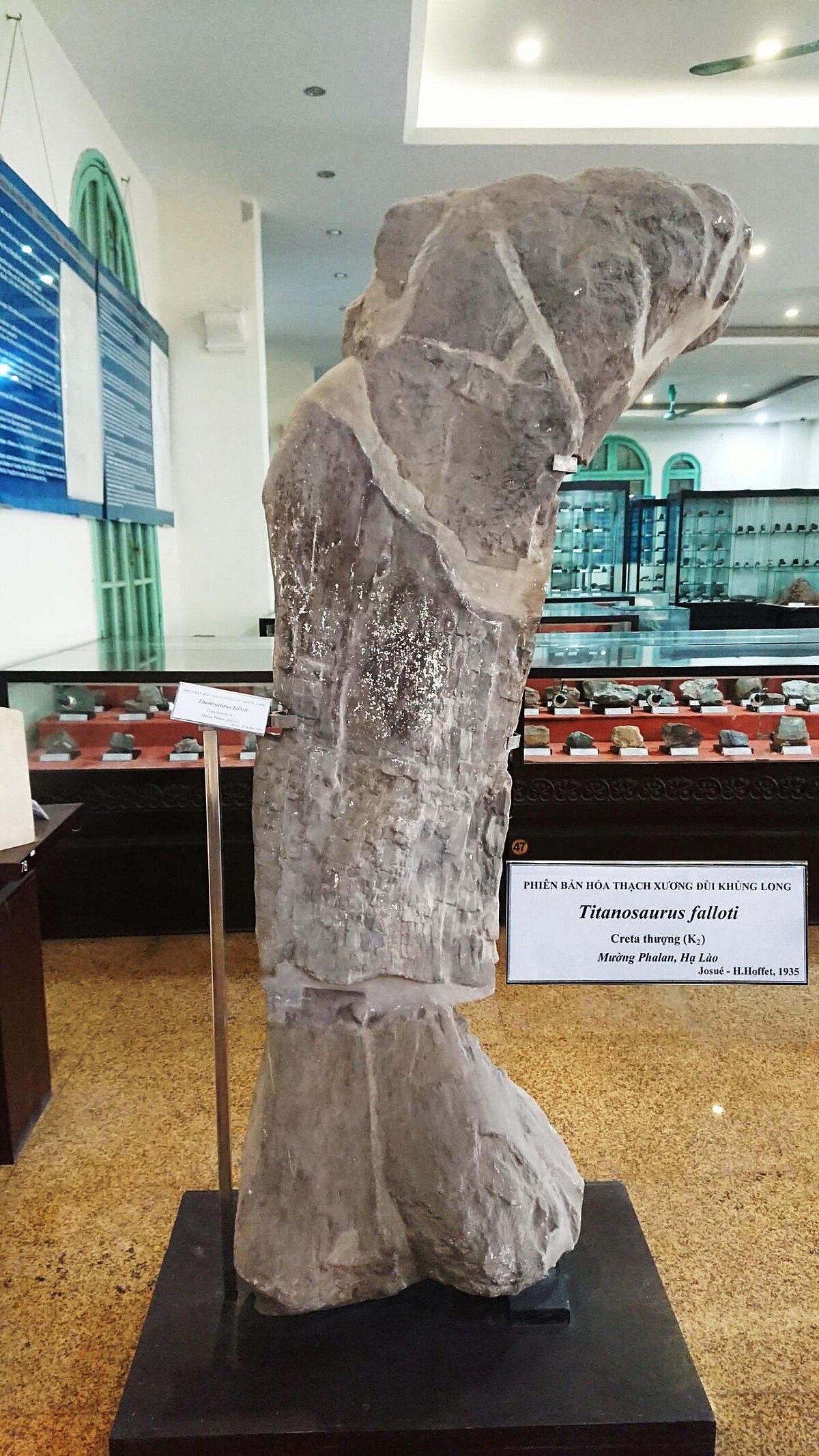 Tập tin:Titanosaurus Thigh Fossil @VNGeol.Museum.jpg – Wikipedia tiếng Việt