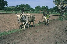 Labour à la traction animale, sud du Tchad (2007).