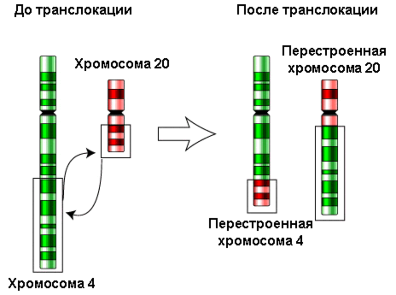 Транслокация хромосом фото