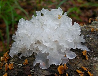 <i>Tremella fuciformis</i> Species of edible fungus