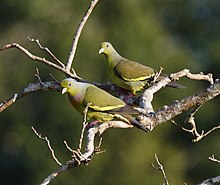 Treron bicincta -Parc National Wilpattu, Sri Lanka -pair-8.jpg