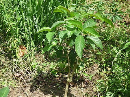 Trichanthera gigantea