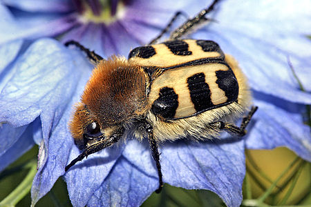 Trichius zonatus