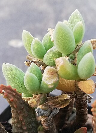 <i>Trichodiadema calvatum</i> Species of succulent