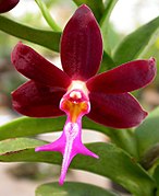 Trichoglottis atropurpurea