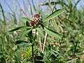 Trifolium bocconei Inflorescences