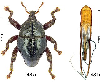 Trigonopterus mangkutanensis Species of beetle
