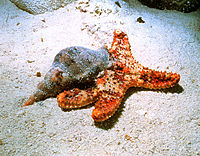 Triton-eating-sea-cushion.jpg