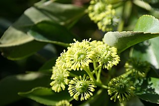 Trochodendronowce