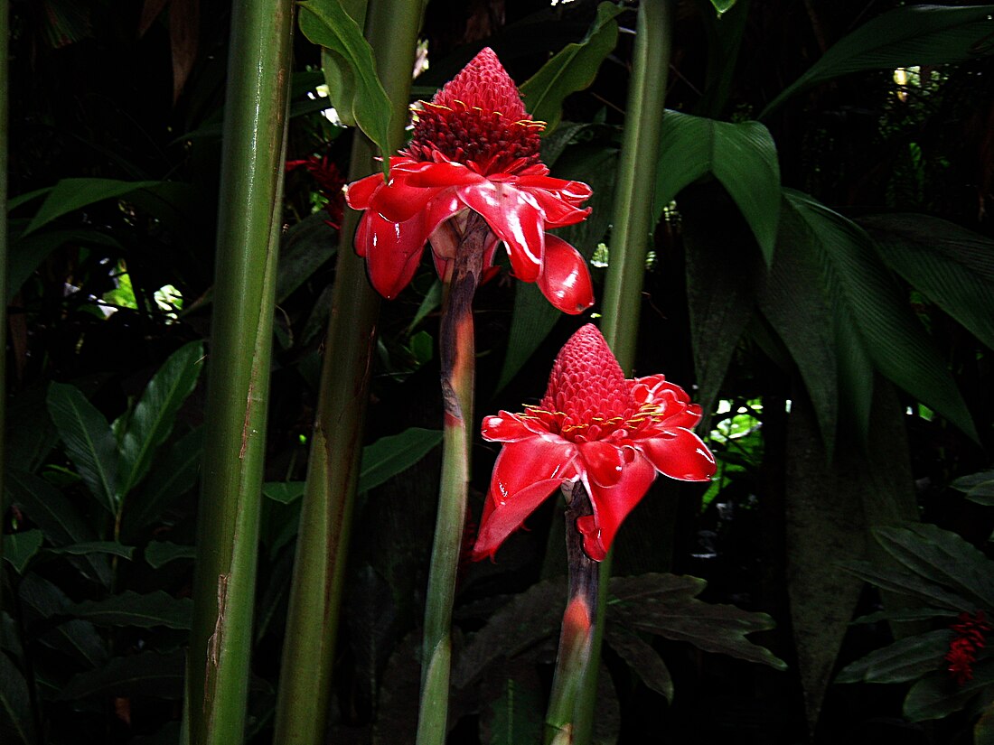 இஞ்சிக் குடும்பம்