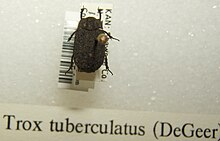 Trox tuberculatus sjh.jpg