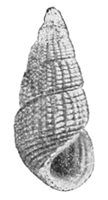 Tylomelania zeamais