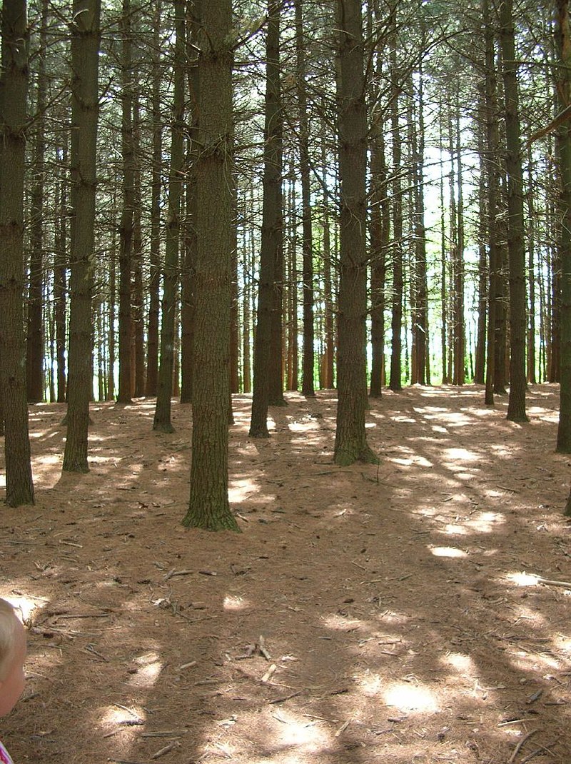 File:Pine-Forest in the Spandauer Forst 6.jpg - Wikimedia Commons