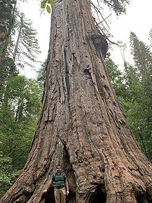 Louis Agassiz Tree - One of the last few Giant Sequoia US CA SP Calaveras Big Trees Louis Agassiz Tree.jpg