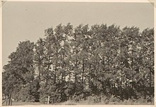 Plot-like elms at Abbekinderen, Zeeland, the Netherlands, 1952, conjectured by Touw as U. minor x U. plotii (1958) Ulmus minor, Abbekinderen, Netherlands.jpg