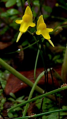 Utricularia pusilla Vahl - Flickr - Алекс Поповкин, Баия, Бразилия (8) .jpg